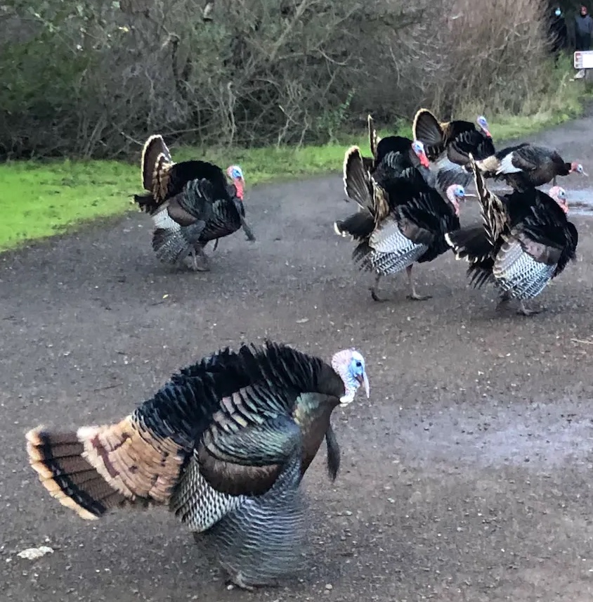 rancho-san-antonio-big-birds – Free Range Life