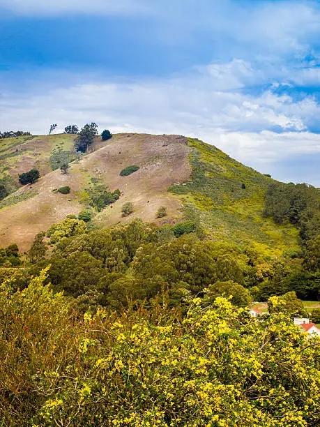 Lush green hills under a partly cloudy sky, with patches of trees and vibrant yellow flowers in the foreground.